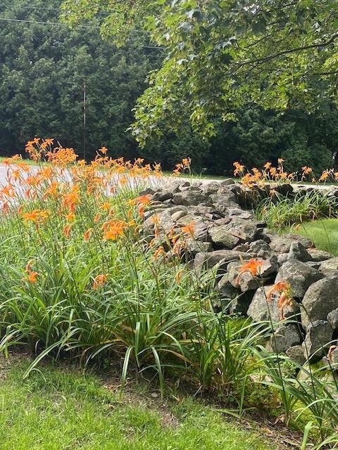 Daylilies and Stone Wall